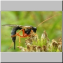 Apechtis compunctor - Schlupfwespe 02 14mm-fdet03.jpg